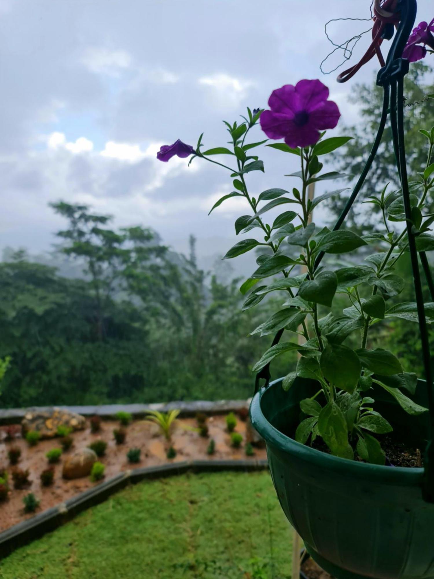 Hello Kandy Homestay Bagian luar foto